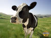 candymilkcow Avatar