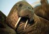 WillWalrus Avatar