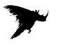 rynocrow Avatar