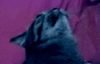 trollwoopnazi Avatar