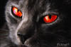nosfoureighttwo Avatar