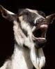 iamtheblackgoat Avatar