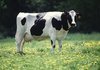 Attack Cows Avatar