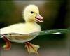 quackyquack Avatar