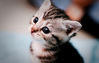 kittymew Avatar