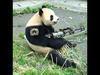 pandamaniac Avatar