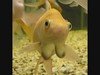 TITTYFISH Avatar