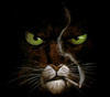 blacksad Avatar