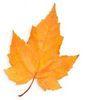 goldenleaf Avatar