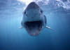 tacotheshark Avatar
