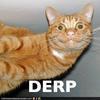 derpherpmerp Avatar