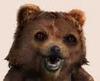 pedogrizzly Avatar