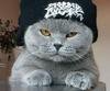 animalskitteh Avatar