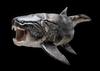 dunkleosteus Avatar