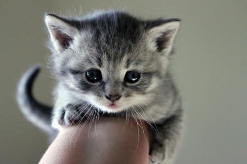 Image result for happy kitten pictures