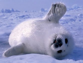 Baby Seal Drawing