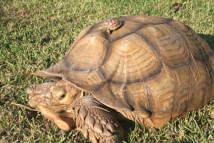 Looks+like+a+sulcata+tortoise+with+severe+pyramiding+of+the+_e1cab9b5cbe3dec5db3fcea409ac3e7f.jpg