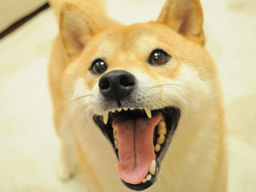 Love+this+breed+shiba+inu+if+anyone+is+interested+_1b5eea8d7a880653e98c3d9a20c044b9.jpg
