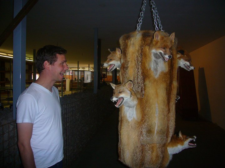 Stuffed Foxes