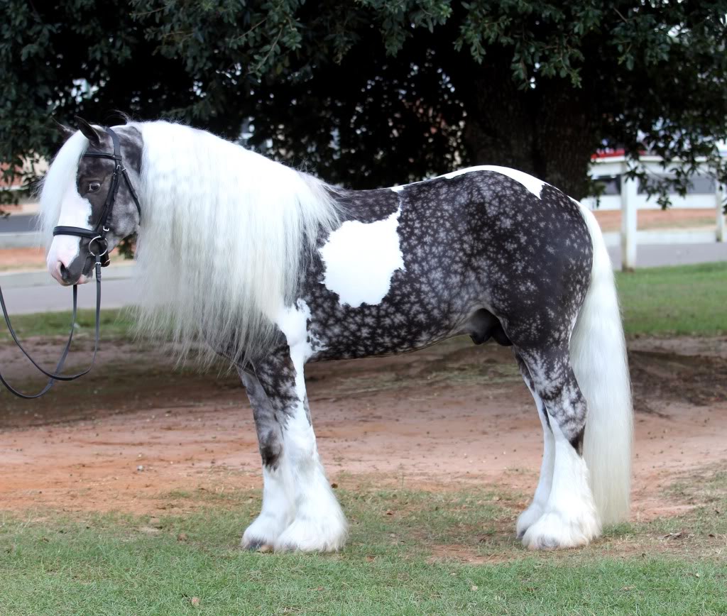 Irish Cob - Page 3 This+is+a+cross+gypsy+vanner+stallion+named+Magic.+He+_0c26e084eb485a5a56657f185dd64e9f