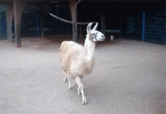 4284331+_f0b8c227748468bb0fcc2ac7d45c4094.gif
