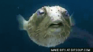 Puffer+fish+are+cute+as+hell+and+then+there+is+_fc66aa0c537a0eac23ac0ec3052ee927.gif