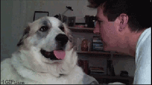dog+s+face+when+_b3f0169674b111b405c11ad73f86ab35.gif