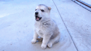 http://static1.fjcdn.com/thumbnails/comments/have+a+howling+baby+wolf+_18d1a9ace464dcb3b400ee154292f6e3.gif