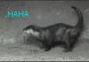 I'm an otter