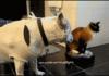 cats, that is all