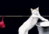 Cats doing Laundry