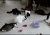 RAWR cats