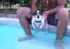 Dog Dry Swimming