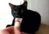 MeoWOH SHIT THIS STINKS!