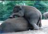 adorable baby elephant