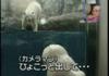 Wear a seal hat, they said