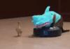 Shark Cat Attacks a Duck