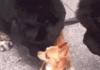 Niggers tongued my dog