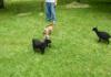 Ninja Goat