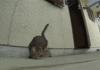 Stop, drop, and roll, cat style