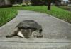 Turtles aren't slow.