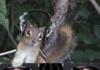 DJ Chipmunk in the mix