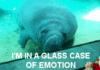 fuckin manatee