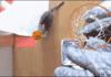 Cat Dunks
