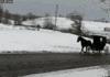 Amish skiing