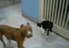 cats.
