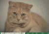 Kitty Cry :'(