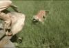 Tiger attacks elephant rider
