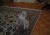 Cat cant stop