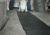 Baby Polar bear :3